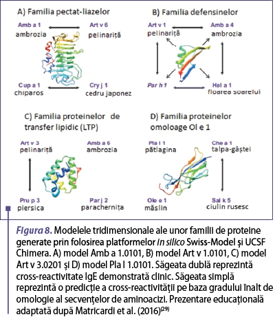 Figura 8. Modelele tridimensionale ale unor familii de proteine generate prin folosirea platformelor in silico Swiss-Model şi UCSF Chimera. A) model Amb a 1.0101, B) model Art v 1.0101, C) model Art v 3.0201 şi D) model Pla l 1.0101. Săgeata dublă reprezintă cross-reactivitate IgE demonstrată clinic. Săgeata simplă reprezintă o predicţie a cross-reactivităţii pe baza gradului înalt de omologie al secvenţelor de aminoacizi. Prezentare educaţională adaptată după Matricardi et al. (2016)(29)