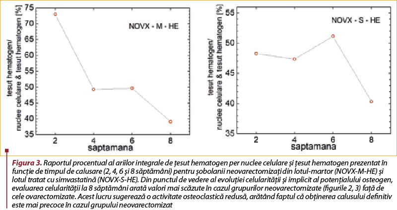 Figura 3. Raportul procentual al ariilor integrale de ţesut hematogen per nuclee celulare şi ţesut hematogen prezentat în funcţie de timpul de calusare (2, 4, 6 şi 8 săptămâni) pentru şobolanii neovarectomizaţi din lotul-martor (NOVX-M-HE) şi lotul tratat cu simvastatină (NOVX-S-HE). Din punctul de vedere al evoluţiei celularităţii şi implicit al potenţialului osteogen, evaluarea celularităţii la 8 săptămâni arată valori mai scăzute în cazul grupurilor neovarectomizate (figurile 2, 3) faţă de cele ovarectomizate. Acest lucru sugerează o activitate osteoclastică redusă, arătând faptul că obţinerea calusului definitiv este mai precoce în cazul grupului neovarectomizat