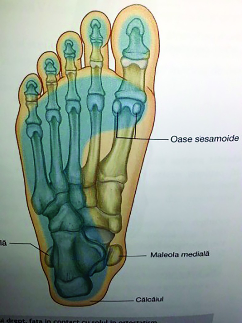 Figure 1. Colour scheme of physiological plantar support