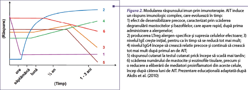 Figura 2. Modularea răspunsului imun prin imunoterapie. AIT induce un răspuns imunologic complex, care evoluează în timp:  1) efect de desensibilizare precoce, caracterizat prin scăderea degranulării mastocitelor şi bazofilelor, care apare rapid, după prima administrare a alergenelor;  2) producerea LTreg alergen-specifice şi supresia celulelor efectoare; 3) nivelul IgE creşte iniţial, pentru ca în timp să se reducă tot mai mult;  4) nivelul IgG4 începe să crească relativ precoce şi continuă să crească tot mai mult după primul an de AIT;  5) răspunsul cutanat la testul cutanat prick începe să scadă mai tardiv;  6) scăderea numărului de mastocite şi eozinofile tisulare, precum şi o reducere a eliberării de mediatori proinflamatori din aceste celule, încep după câteva luni de AIT. Prezentare educaţională adaptată după Akdis et al. (2010)