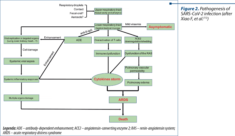 Figure 2. Pathogenesis of SARS-CoV-2 infection (after Xiao F, et al.(15))
