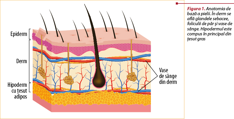 Figura 1. Anatomia de bază a pielii. În derm se află glandele sebacee, foliculii de păr şi vase de sânge. Hipodermul este compus în principal din ţesut gras