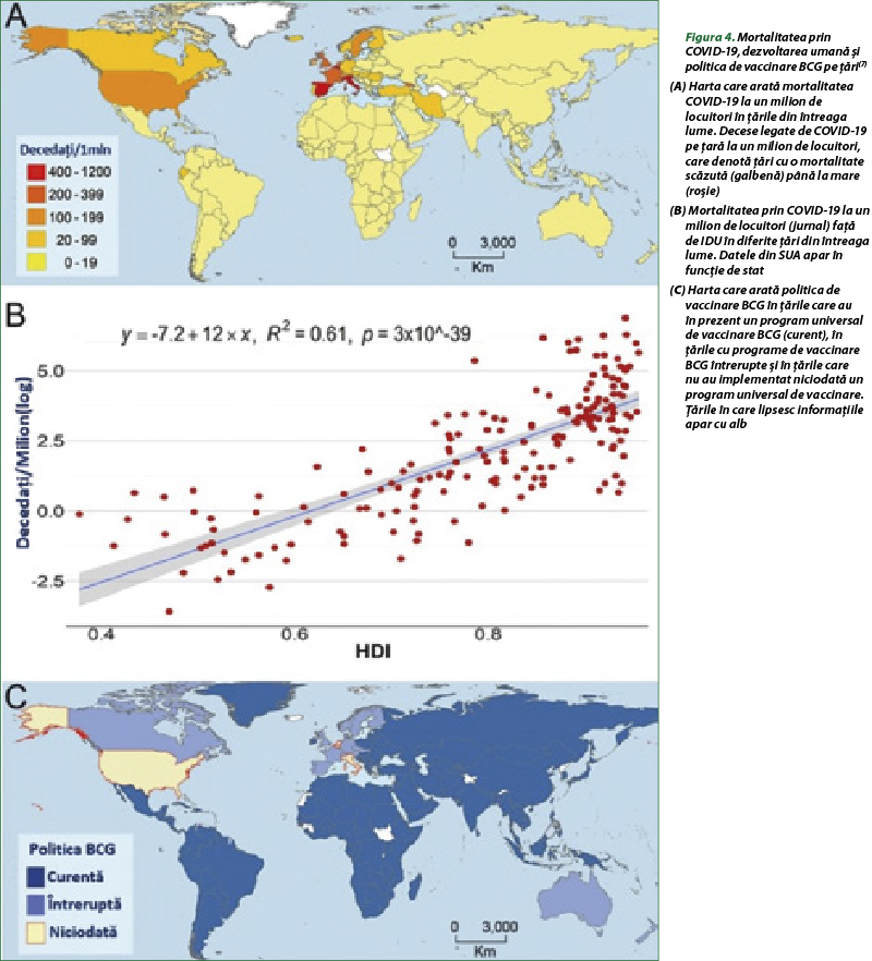 Figura 4. Mortalitatea prin COVID-19, dezvoltarea umană şi politica de vaccinare BCG pe ţări(7) (A) Harta care arată mortalitatea COVID-19 la un milion de locuitori în ţările din întreaga lume. Decese legate de COVID-19 pe ţară la un milion de locuitori, care denotă ţări cu o mortalitate scăzută (galbenă) până la mare (roşie) (B) Mortalitatea prin COVID-19 la un milion de locuitori (jurnal) faţă de IDU în diferite ţări din întreaga lume. Datele din SUA apar în funcţie de stat (C) Harta care arată politica de vaccinare BCG în ţările care au în prezent un program universal de vaccinare BCG (curent), în ţările cu programe de vaccinare BCG întrerupte şi în ţările care nu au implementat niciodată un program universal de vaccinare. Ţările în care lipsesc informaţiile apar cu alb