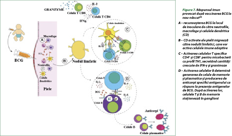 Figura 7. Răspunsul imun provocat după vaccinarea BCG la nou-născut(4) A – recunoaşterea BCG la locul  de inoculare de către neutrofile, macrofage şi celulele dendritice (CD) B – CD activate ale pielii migrează către nodulii limfatici, care vor activa celulele imune adaptive C – Activarea celulelor T specifice CD4+ şi CD8+ pentru micobacterii cu profil TH1, secretând cantităţi crescute de IFN-γ şi granimoze D – Activarea celulelor B determină generarea de celule de memorie şi plasmatice şi producerea de anticorpi specifici antigenului ca răspuns la prezenţa antigenelor de BCG. După activarea lor, celulele T şi B de memorie staţionează în ganglioni