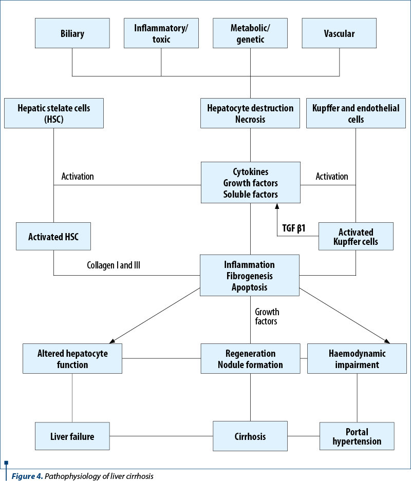 Figure 4. Pathophysiology of liver cirrhosis
