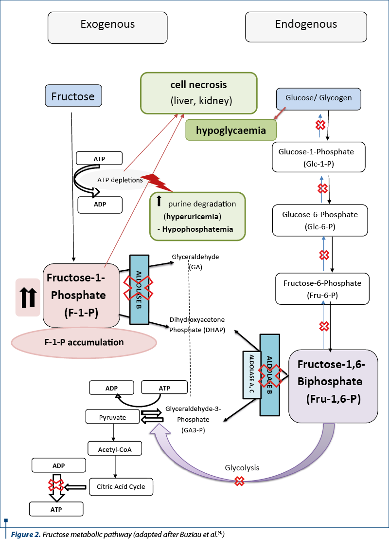 Figure 2. Fructose metabolic pathway (adapted after Buziau et al.(4))