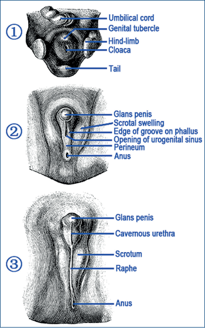 Figura 8. Formarea organelor genitale 