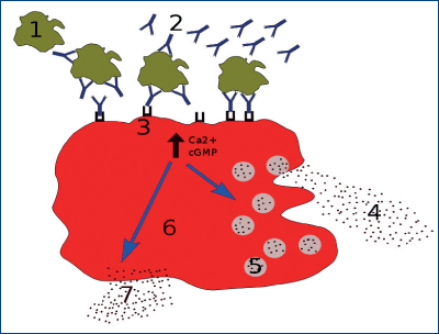 Figura 1. Declanşarea cascadei imunologice de către alergen