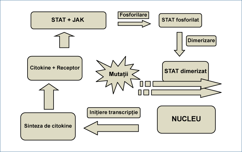 Figura 5. Implicaţiile mutaţiilor genetice în sinteza de citokine