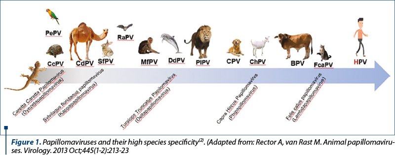 Figure 1. Papillomaviruses and their high species specificity(2). (Adapted from: Rector A, van Rast M. Animal papilloma­viru­ses. Virology. 2013 Oct;445(1-2):213-23