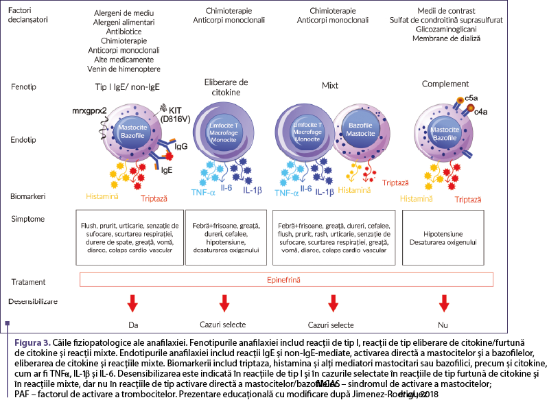 Figura 3. Căile fiziopatologice ale anafilaxiei. Fenotipurile anafilaxiei includ reacţii de tip I, reacţii de tip eliberare de citokine/furtună de citokine şi reacţii mixte. Endotipurile anafilaxiei includ reacţii IgE şi non-IgE-mediate, activarea directă a mastocitelor şi a bazofilelor, eliberarea de citokine şi reacţiile mixte. Biomarkerii includ triptaza, histamina şi alţi mediatori mastocitari sau bazofilici, precum şi citokine, cum ar fi TNF-α, IL-1β şi IL-6. Desensibilizarea este indicată în reacţiile de tip I şi în cazurile selectate în reacţiile de tip furtună de citokine şi în reacţiile mixte, dar nu în reacţiile de tip activare directă a mastocitelor/bazofilelor. MCAS – sindromul de activare a mastocitelor;  PAF – factorul de activare a trombocitelor. Prezentare educaţională cu modificare după Jimenez-Rodriguez et al., 2018