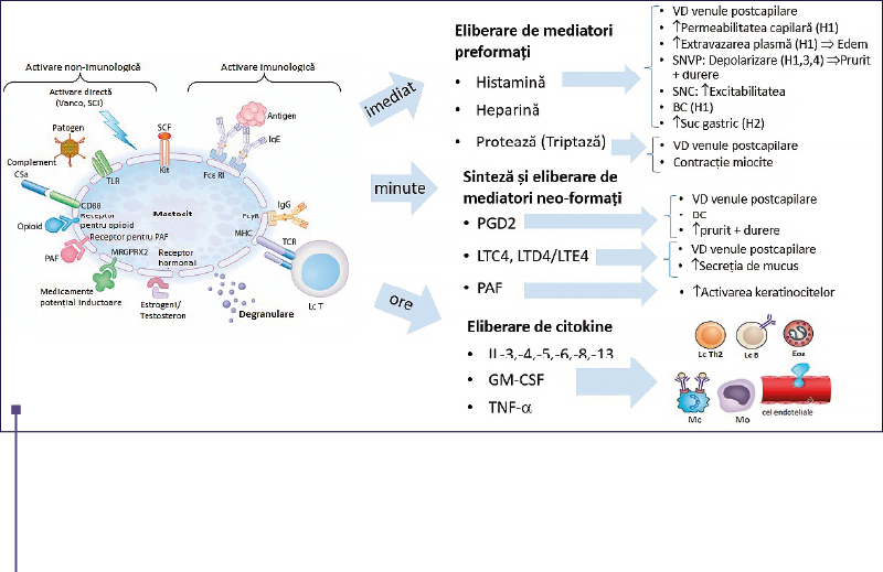 Figura 1. Principalii mediatori mastocitari şi efectele lor în urticaria cronică spontană. BC – bronhoconstricţie; CD – marker de citodiferenţiere; GM-CSF – factorul de stimulare a coloniilor de granulocite şi macrofage; IL – interleukină; Lc T – limfocit T; LT – leucotrienă; MHC – moleculă de histocompatibilitate; PAF – factorul de activare plachetară; PG – prostaglandină; SCF – factor celulă stem; SCI – substanţe de contrast iodate; SNC – sistemul nervos central; SNVP – sistem nervos vegetativ parasimpatic; TCR – T cell receptor; TNF – factorul de necroză tumorală; Vanco – vancomicină; VD – vasodilataţie. Prezentare educaţională cu modificare după Spoerl et al., 2017 