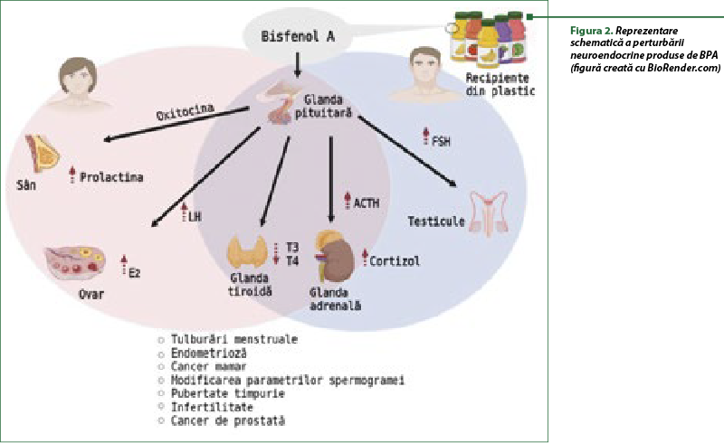 Figura 2. Reprezentare schematică a perturbării neuroendocrine produse de BPA (figură creată cu BioRender.com)