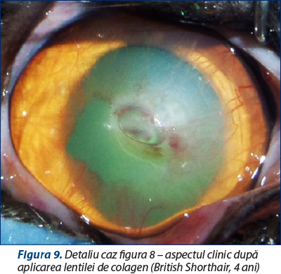 Figura 9. Detaliu caz figura 8 – aspectul clinic după aplicarea lentilei de colagen (British Shorthair, 4 ani)