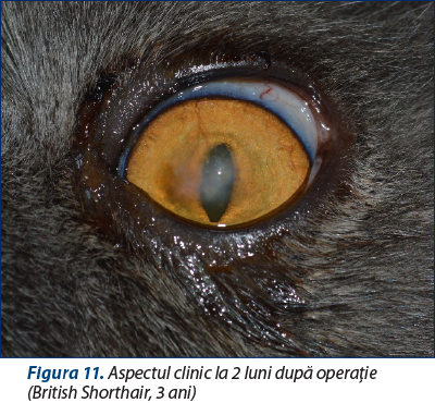 Figura 11. Aspectul clinic la 2 luni după operaţie  (British Shorthair, 3 ani)