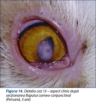 Figura 14. Detaliu caz 13 – aspect clinic după secţionarea flapului corneo-conjunctival  (Persană, 5 ani)