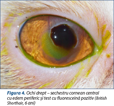 Figura 4. Ochi drept – sechestru cornean central  cu edem periferic şi test cu fluoresceină pozitiv (British Shorthair, 6 ani)