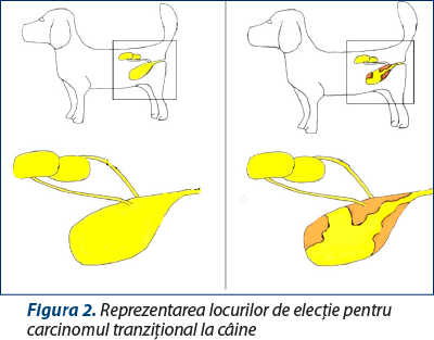 Figura 2. Reprezentarea locurilor de elecţie pentru carcinomul tranziţional la câine 