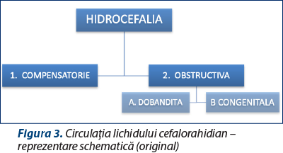 Figura 3. Circulaţia lichidului cefalorahidian – reprezentare schematică (original)