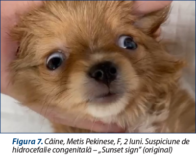 Figura 7. Câine, Metis Pekinese, F, 2 luni. Suspiciune de hidrocefalie congenitală – „Sunset sign” (original)