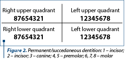 Figure 2. Permanent/succedaneous dentition: 1 – incisor; 2 – incisor; 3 – canine; 4, 5 – premolar; 6, 7, 8 – molar
