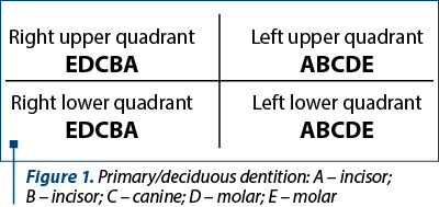 Figure 1. Primary/deciduous dentition: A – incisor;  B – incisor; C – canine; D – molar; E – molar