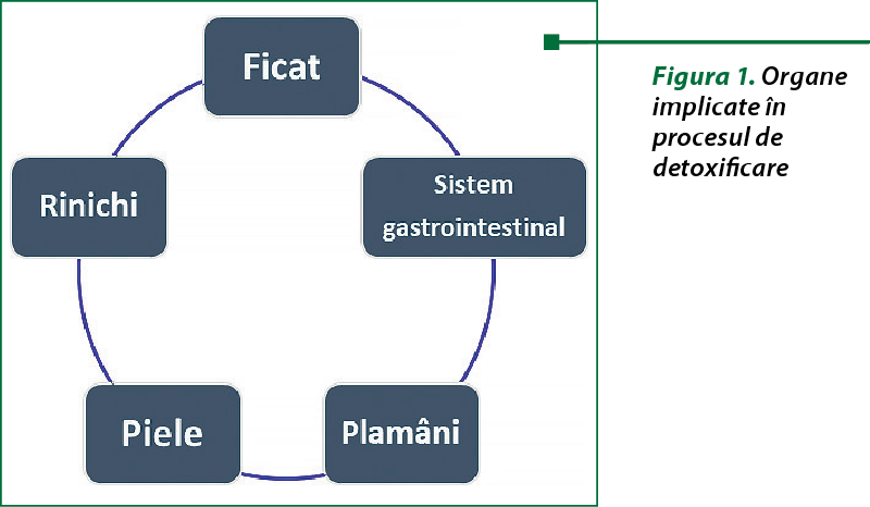 Figura 1. Organe implicate în procesul de detoxificare