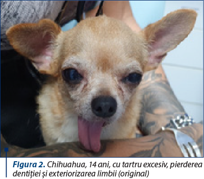 Figura 2. Chihuahua, 14 ani, cu tartru excesiv, pierderea dentiţiei şi exteriorizarea limbii (original)