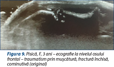 Figura 9. Pisică, F, 3 ani – ecografie la nivelul osului frontal – traumatism prin muşcătură, fractură închisă, cominutivă (original)