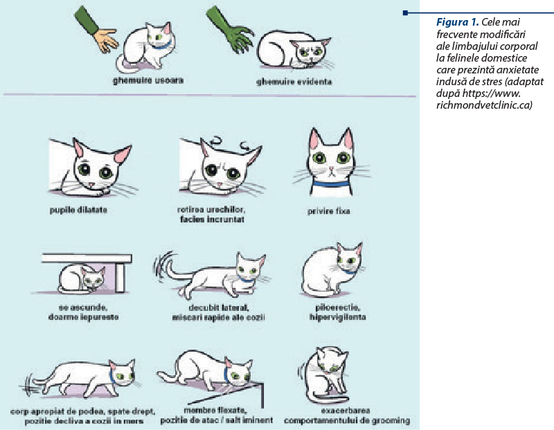 Figura 1. Cele mai frecvente modificări ale limbajului corporal la felinele domestice care prezintă anxietate indusă de stres (adaptat după https://www.richmondvetclinic.ca)