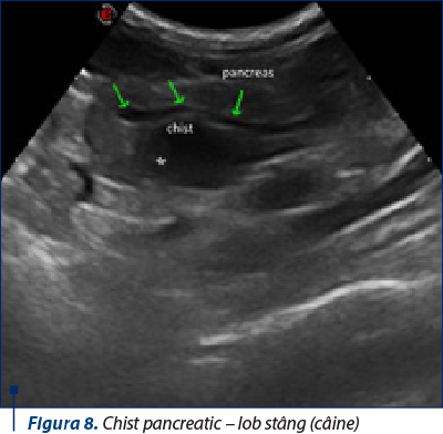 Figura 8. Chist pancreatic – lob stâng (câine)