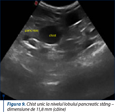 Figura 9. Chist unic la nivelul lobului pancreatic stâng – dimensiune de 11,8 mm (câine)