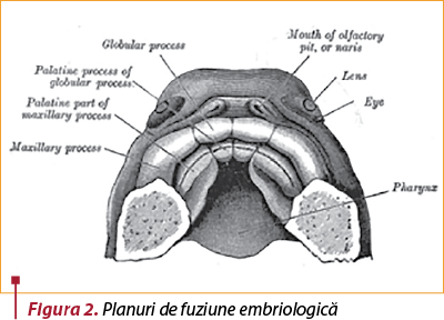 Figura 2. Planuri de fuziune embriologică