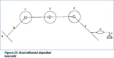 Figura 25. Arcul reflexului stapedian neacustic