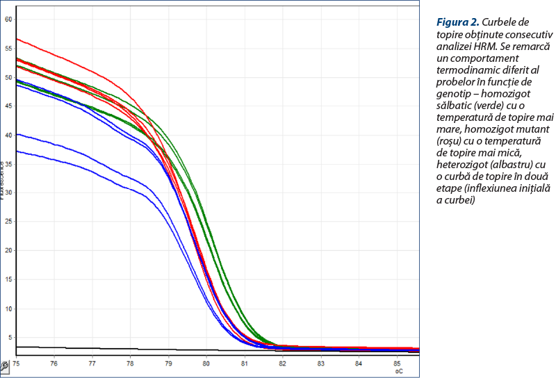 Figura 2. Curbele de topire obţinute consecutiv analizei HRM. Se remarcă un comportament termodinamic diferit al probelor în funcţie de genotip – homozigot sălbatic (verde) cu o temperatură de topire mai mare, homozigot mutant (roşu) cu o temperatură de topire mai mică, heterozigot (albastru) cu o curbă de topire în două etape (inflexiunea iniţială a curbei)