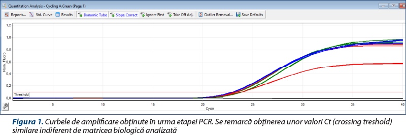 Figura 1. Curbele de amplificare obţinute în urma etapei PCR. Se remarcă obţinerea unor valori Ct (crossing treshold) similare indiferent de matricea biologică analizată