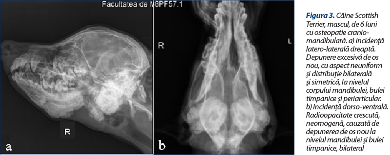 Figura 3. Câine Scottish Terrier, mascul, de 6 luni cu osteopatie cranio-mandibulară. a) Incidenţă latero-laterală dreaptă. Depunere excesivă de os nou, cu aspect neuniform şi distribuţie bilaterală şi simetrică, la nivelul corpului mandibulei, bulei timpanice şi periarticular. b) Incidenţă dorso-ventrală. Radioopacitate crescută, neomogenă, cauzată de depunerea de os nou la nivelul mandibulei şi bulei timpanice, bilateral