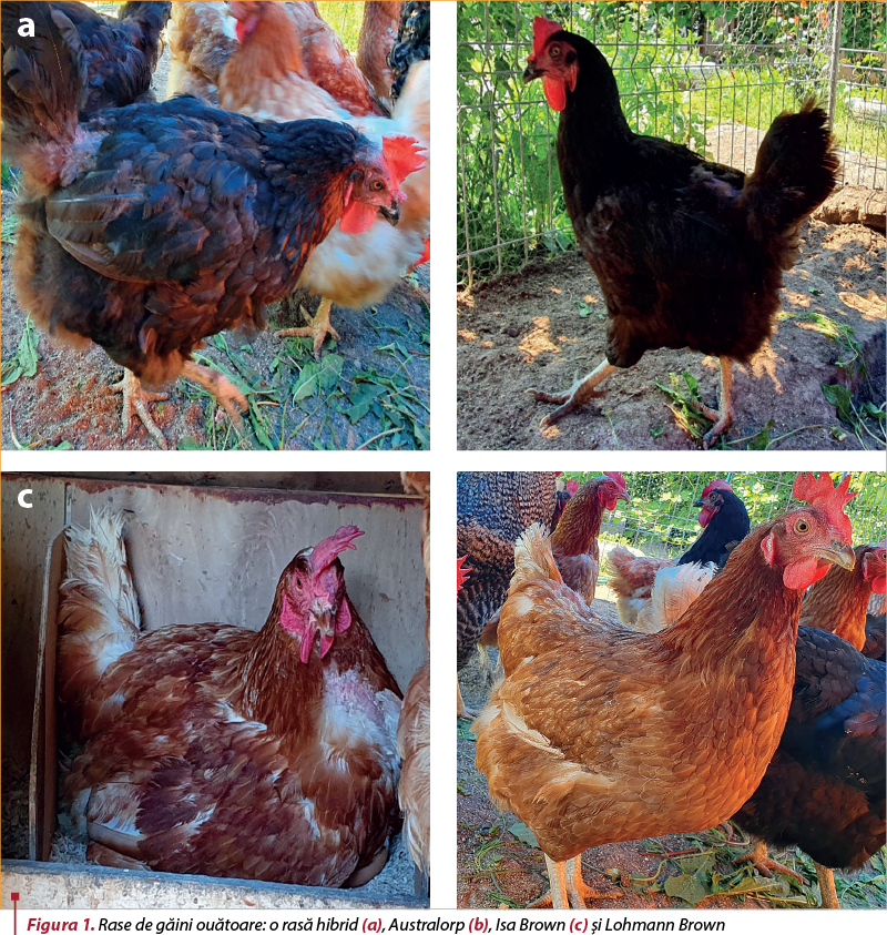 Figura 1. Rase de găini ouătoare: o rasă hibrid (a), Australorp (b), Isa Brown (c) şi Lohmann Brown (d)