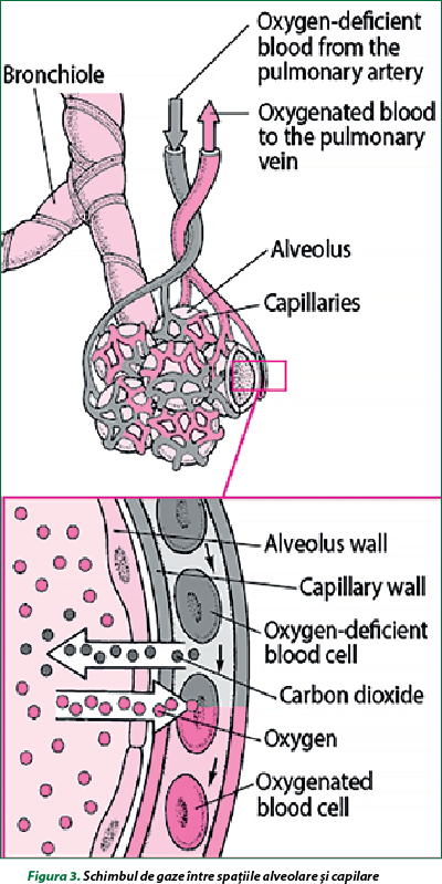 Figura 3. Schimbul de gaze între spaţiile alveolare şi capilare(5)