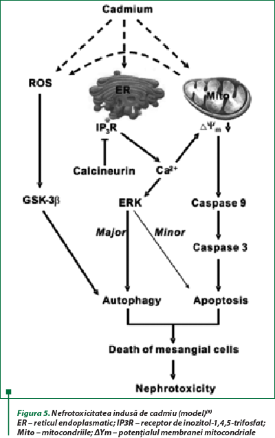 Figura 5. Nefrotoxicitatea indusă de cadmiu (model)(8) ER – reticul endoplasmatic; IP3R – receptor de inozitol-1,4,5-trifosfat; Mito – mitocondriile; ΔYm – potenţialul membranei mitocondriale