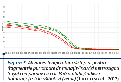 Figura 5. Alterarea temperaturii de topire pentru fragmentele purtătoare de mutaţie/indivizi heterozigoţi (roşu) comparativ cu cele fără mutaţie/indivizi homozigoţi alela sălbatică (verde) (Turcitu şi col., 2012)