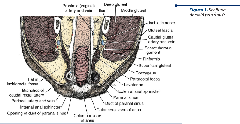 Figura 1. Secţiune dorsală prin anus(2)