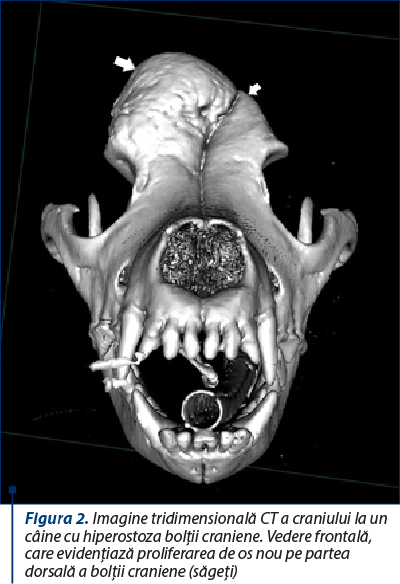 Figura 2. Imagine tridimensională CT a craniului la un câine cu hiperostoza bolţii craniene. Vedere frontală, care evidenţiază proliferarea de os nou pe partea dorsală a bolţii craniene (săgeţi)