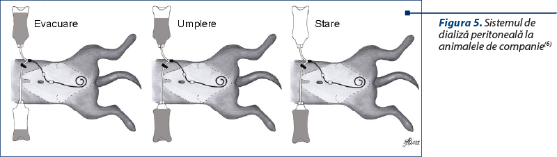 Figura 5. Sistemul de dializă peritoneală la animalele de companie(6)