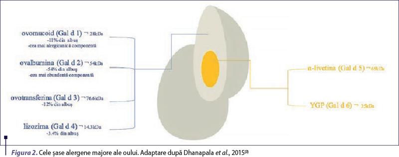 Figura 2. Cele şase alergene majore ale oului. Adaptare după Dhanapala et al., 2015(3)