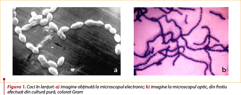 Figura 1. Coci în lanţuri: a) imagine obţinută la microscopul electronic; b) imagine la microscopul optic, din frotiu efectuat din cultură pură, colorat Gram