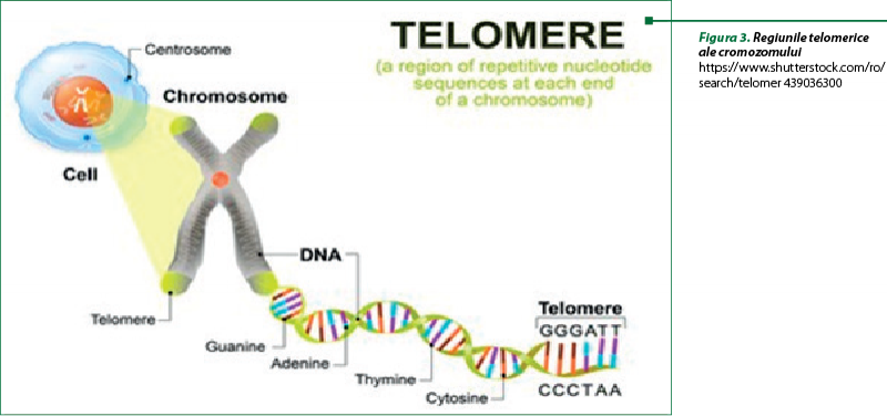 Figura 3. Regiunile telomerice ale cromozomului https://www.shutterstock.com/ro/search/telomer 439036300