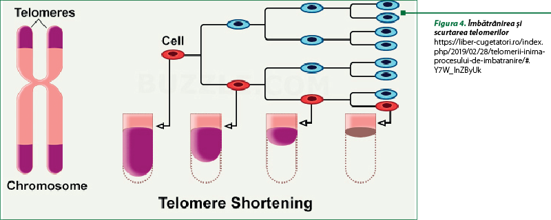 Figura 4. Îmbătrânirea şi scurtarea telomerilor https://liber-cugetatori.ro/index.php/2019/02/28/telomerii-inima-procesului-de-imbatranire/#.Y7W_InZByUk