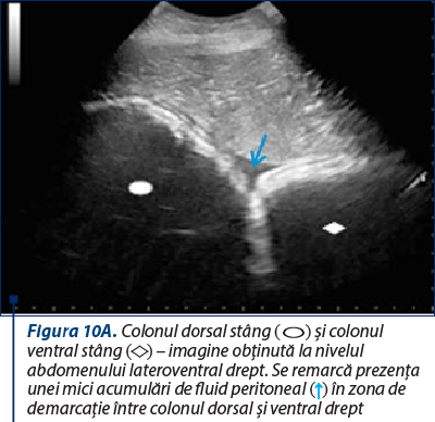 Figura 10A. Colonul dorsal stâng (○) şi colonul ventral stâng (◇) – imagine obţinută la nivelul abdomenului lateroventral drept. Se remarcă prezenţa unei mici acumulări de fluid peritoneal (↑) în zona de demarcaţie între colonul dorsal şi ventral drept