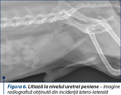 Figura 6. Litiază la nivelul uretrei peniene – imagine radiografică obţinută din incidenţă latero-laterală